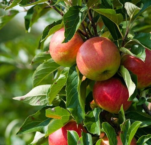 Apples